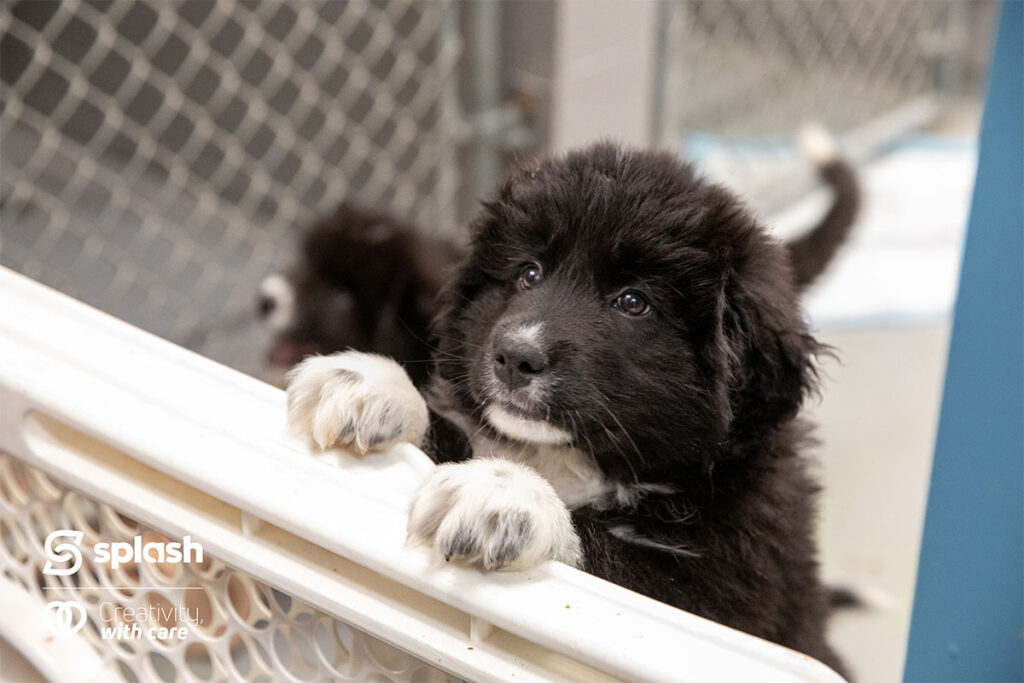 Fluffy puppy from the SPCA