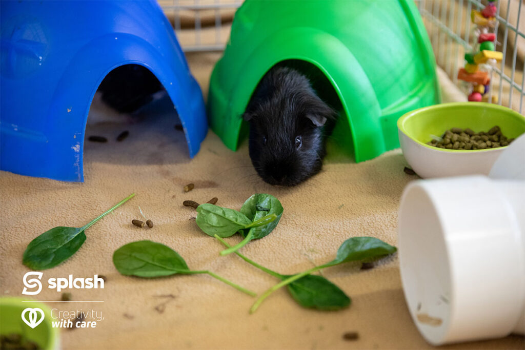 Guinea Pigs from the SPCA