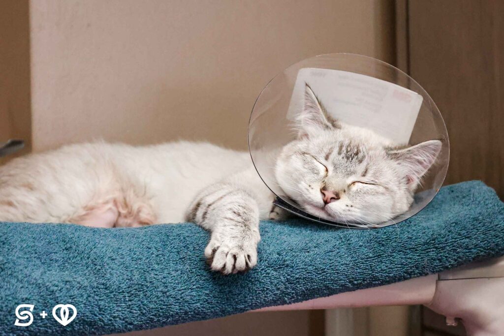 Cute cat sleeping with a cone on