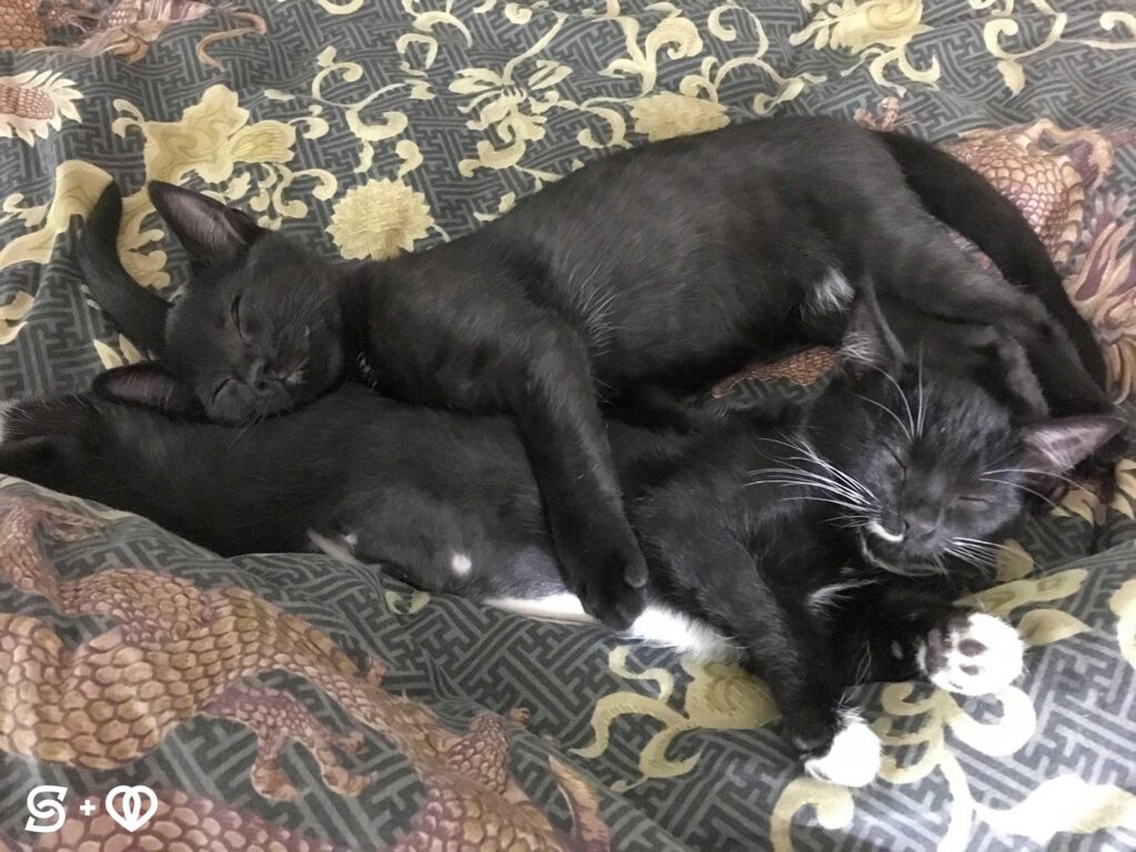 Our team members cats cuddling